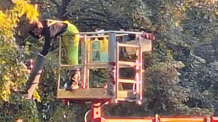 Извършват санитарна сеч в квартал "Чаталджа"