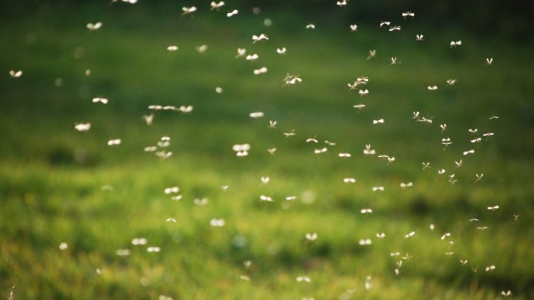 Експерт: Популацията на комарите счупи 20-годишен рекорд