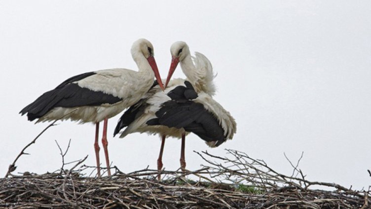 Деца убиха щъркел в Стамболийски