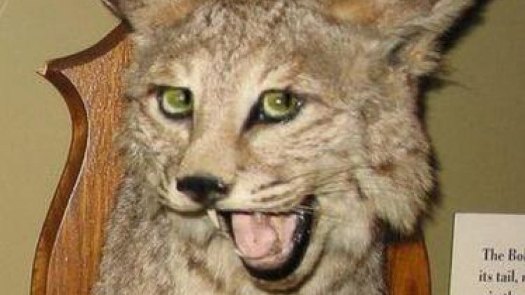 Арестуваха мъж и жена за продажба на препарирани животни