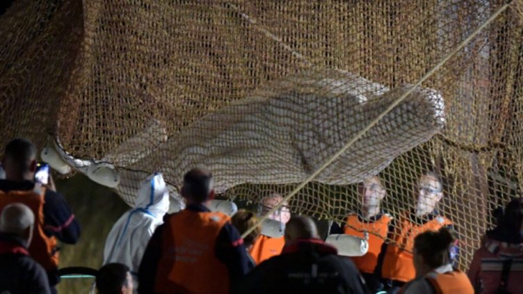 Спасиха заблудената в Сена белуга 