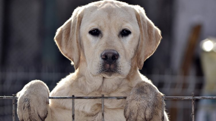 Домашните любимци изместват тъщите и свекървите при семейното огнище