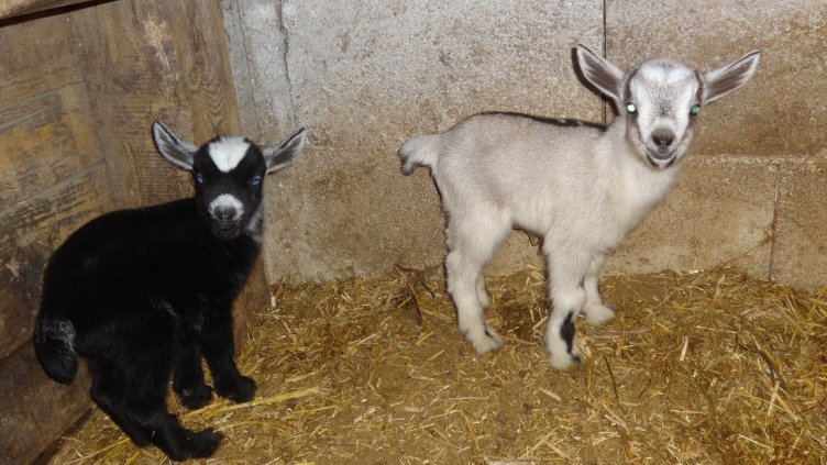 Камерунски козлета се родиха във варненския зоокът