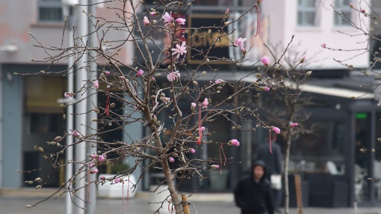 Варненци вече връзват мартениците си по цъфналите магнолии