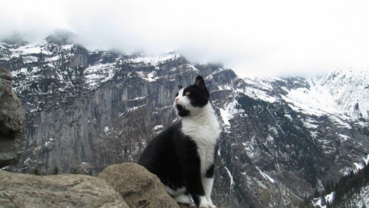 Котка спаси турист (ВИДЕО+СНИМКИ)