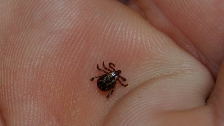 Намаляват ухапванията от кърлежи