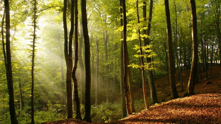 16 800 акта за незаконна сеч са издадени само за миналата година