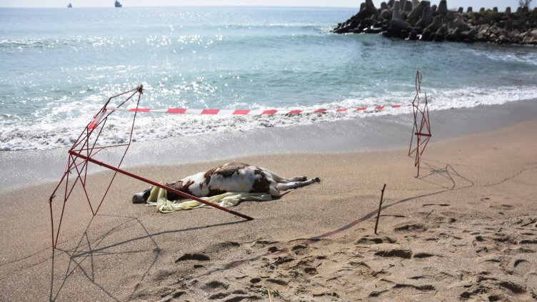 Вероятно чужд кораб е изхвърлил трупът на крава, открит на плажа във Варна (СНИМКИ)