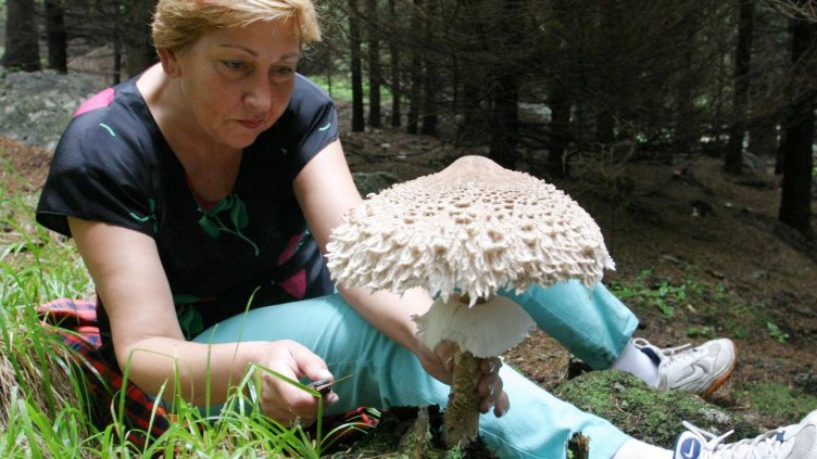 Дъждове и двойници! Токсикологията във Варна препълнена от гъбари