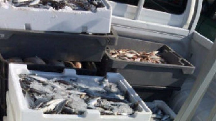 Осъдиха търговец на риба, премазал с "баничарката" си възрастна клиентка