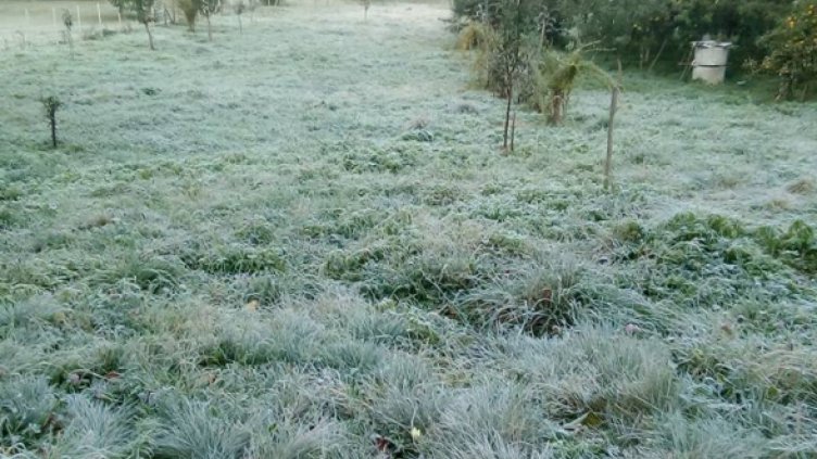 Сливи и череши в Кюстендилско страдат от студа и сланите