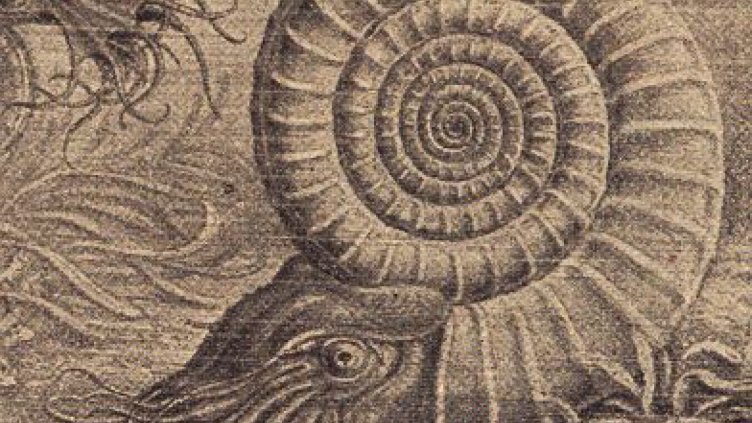 Мекотело гигант на над 80 млн. г. е изложено в двора на Природонаучния музей във Варна