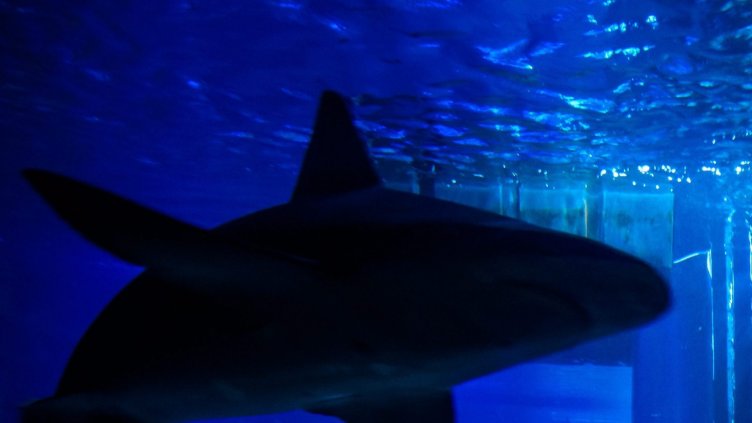 Акула уби 60-годишна австралийка