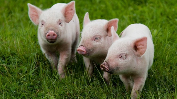 Животновъд от с.Тутраканци: Мъчил съм се да ги гледам и като станаха по 180 килограма ги избиха