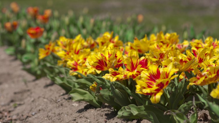 Пролетта си идва утре: Ще е тихо, слънчево, топло