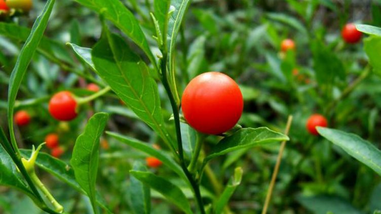 ЕС въвежда нови фитосанитарни правила срещу вноса на заразени продукти