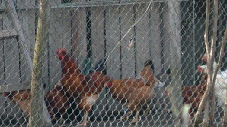 Съмнения за птичи грип по кокошки в бургаско село