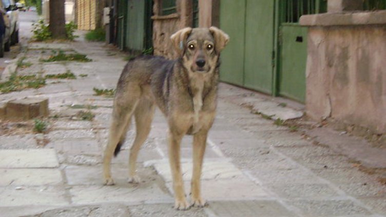 Кило боб за кастрирано куче в ромските махали