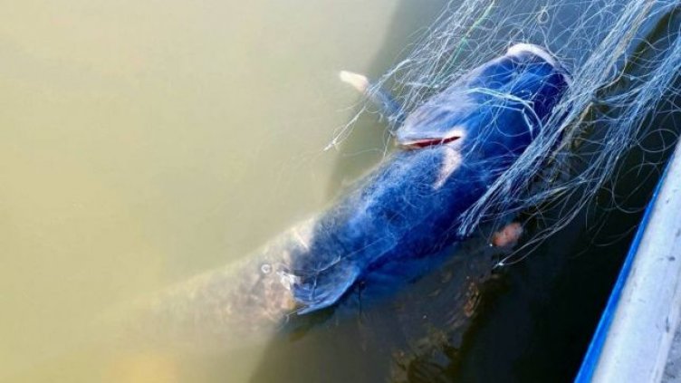 Откриха толстолоб-гигант и много риба, оплетени в бракониерски мрежи