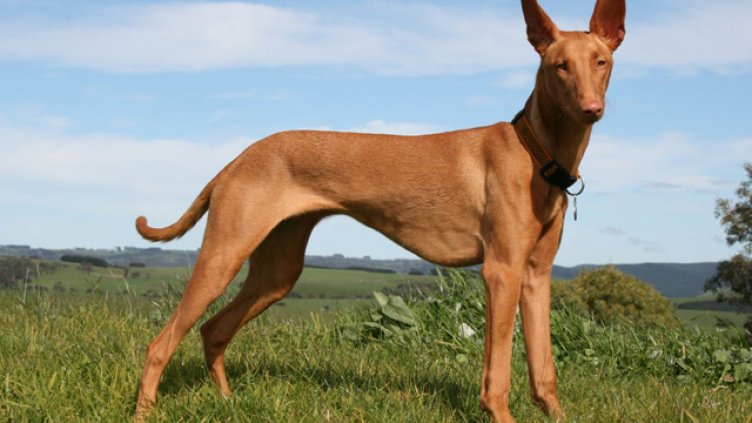 Кучетата на фараоните на изложба във Варна