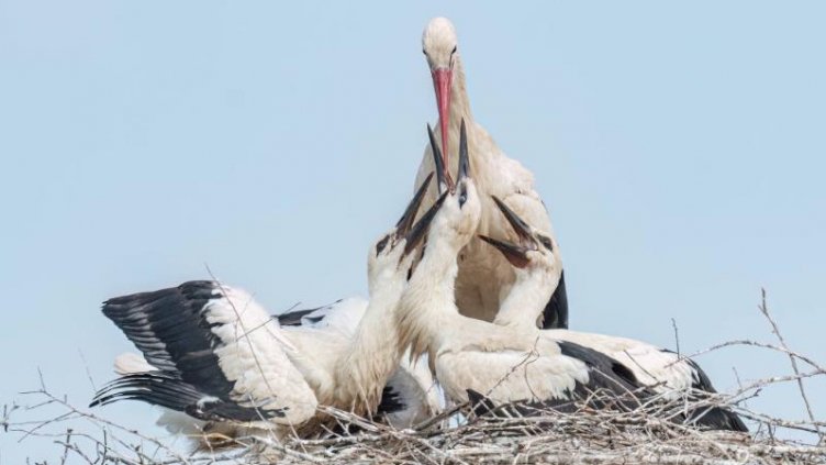 Увеличена е популацията на щъркели у нас