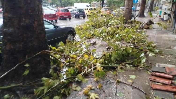 Паднали дървета от бурята на ул. Феликс Каниц до Чаталджа/Снимка: Черно море