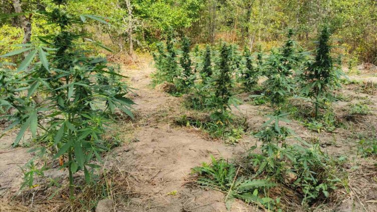 119 растения от рода на конопа са открити в землището на с. Добри дол
