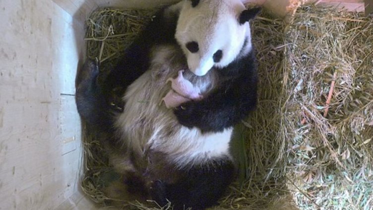 Във Виена се родиха панди близнаци, заченати по естествен път (ВИДЕО)
