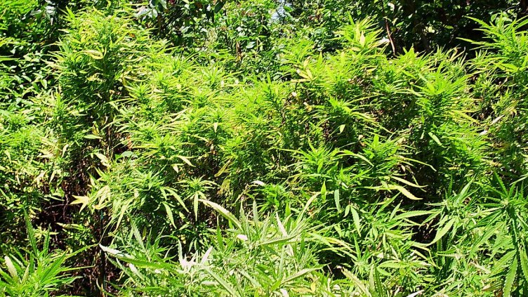 Изправят на съд варненец, спретнал оранжерия за коноп в Стражишко  