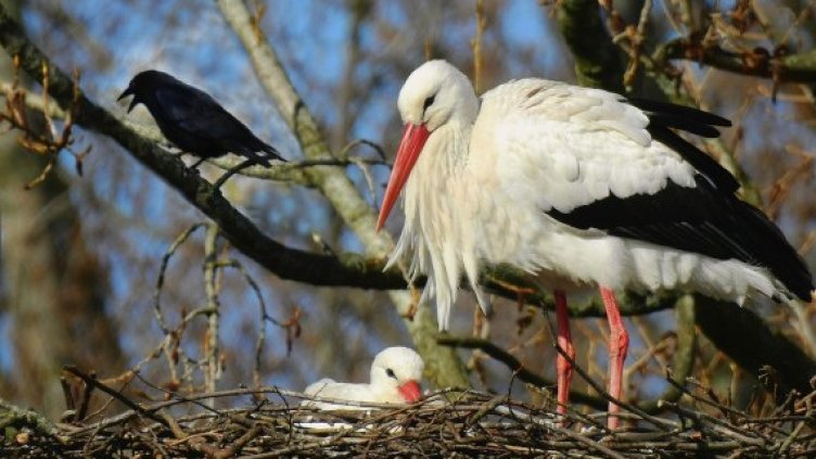 Първият щъркел изпревари Баба Марта