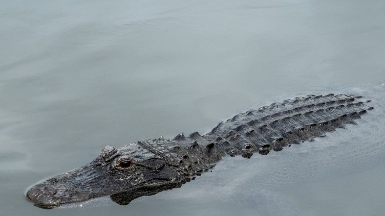 Три жени, дете и пилот оцеляха 48 заобградени от алигатори