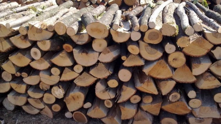 Горски стражари откриха 12,6 куб. м незаконно добити дърва за огрев