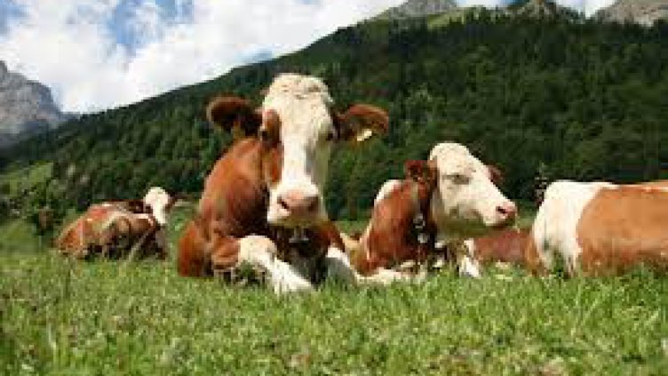 За кравите и хората