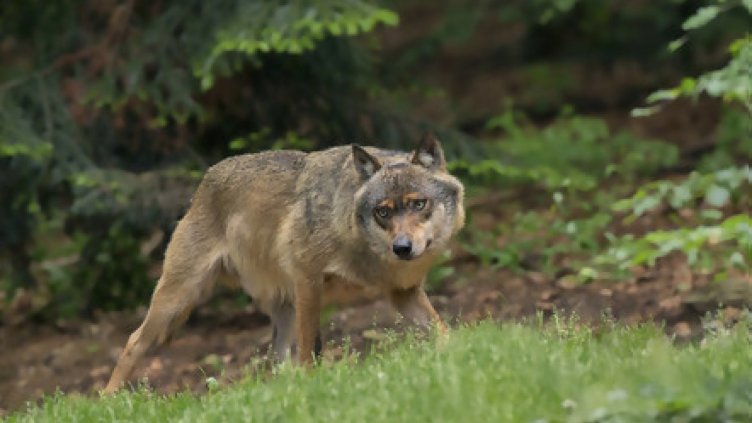 Ваксинират дивите хищници срещу бяс