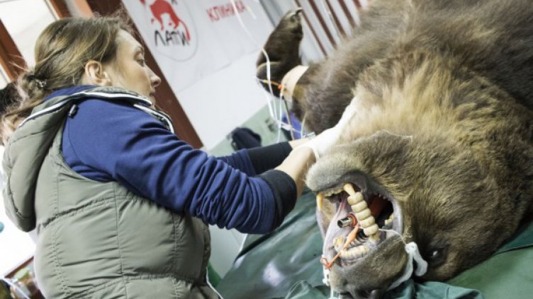 "Баба Меца на зъболекар" в парка край Белица