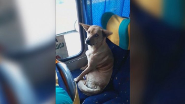 Бездомно куче в автобуса стана хит