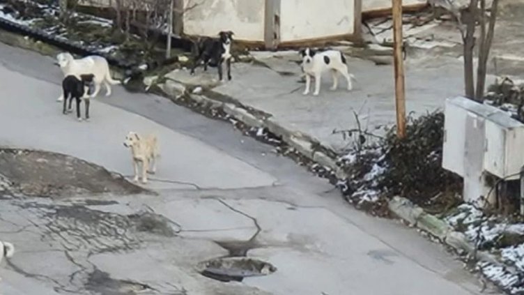 Глутница нападна дете в Ален Мак, хората се оплакват от системни нападения 