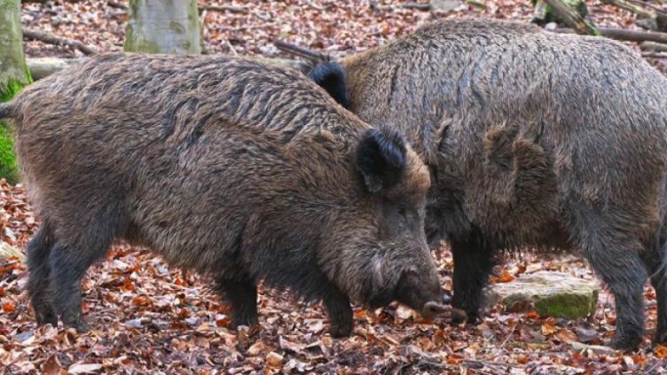 Чумата по свинете настъпва! Затяга се обръчът около Варна