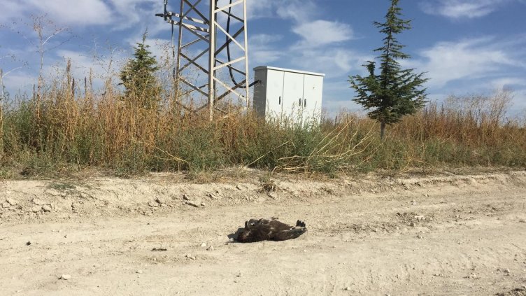 Малък креслив орел с поставен GPS у нас загина от токов удар в Турция