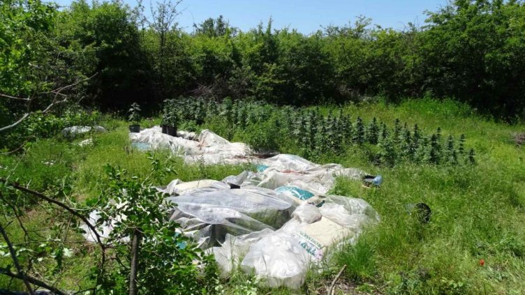 Откриха две наркооранжерии в бивш животновъден комплекс край Тервел