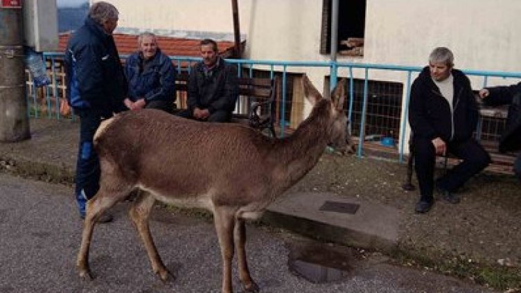 Кошута в центъра на родопско село. Нагостиха я с вафли СНИМКИ