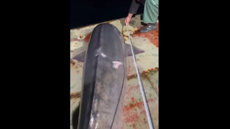 Хванаха над 3-метрова моруна в морето край Варна (ВИДЕО)