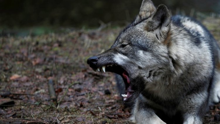 Животновъди са притеснени заради увеличената популация от вълци в Сакар 