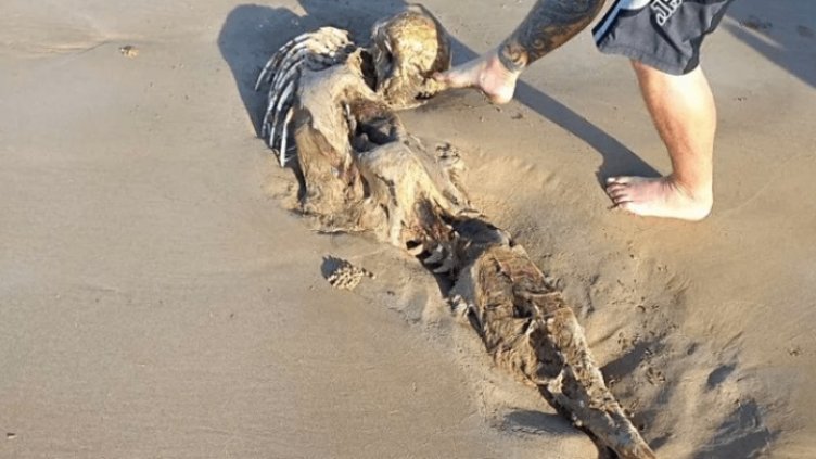 Откриха мистериозно същество на плажа