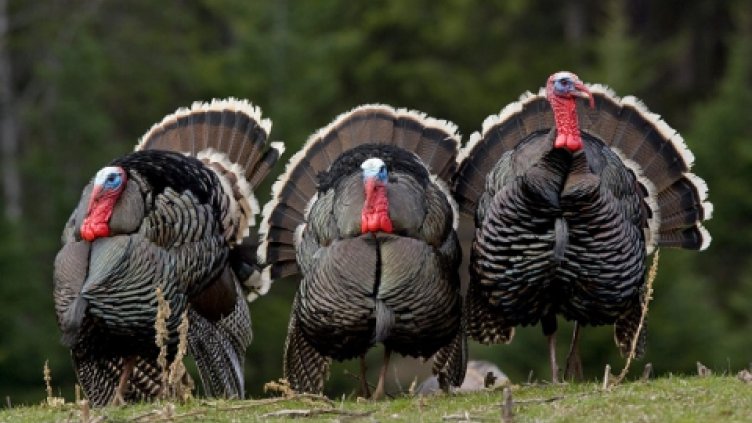 Диви пуйки тормозят цял град!