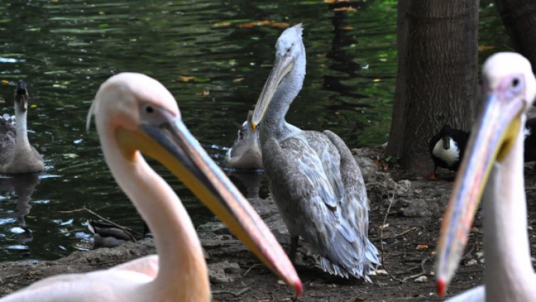 Гавра с мъртва птица: Разпънаха розов пеликан на пътен знак в Раднево