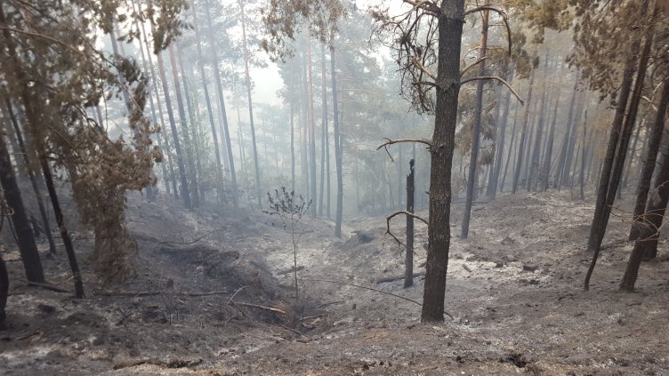 Над 11 000 дка опожарени гори от началото на годината