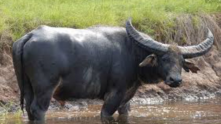 С 50 % по-малко са биволите в края на 2017-а