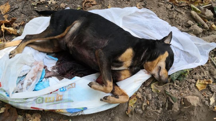 Питбул уби малък домашен любимец