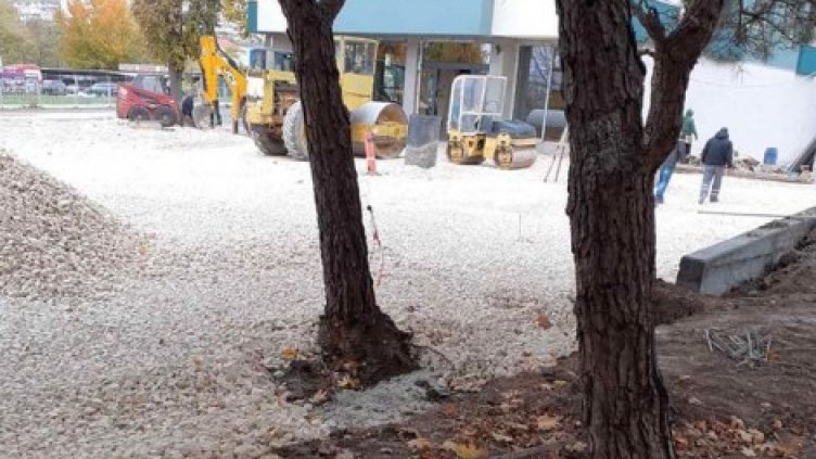 Гражданини спасиха дървета от бетониране във Варна